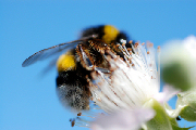 bee on flower