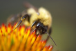 bee on daisy