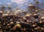 pebbles